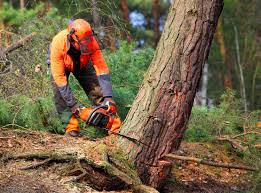 How Our Tree Care Process Works  in  Middletown, VA